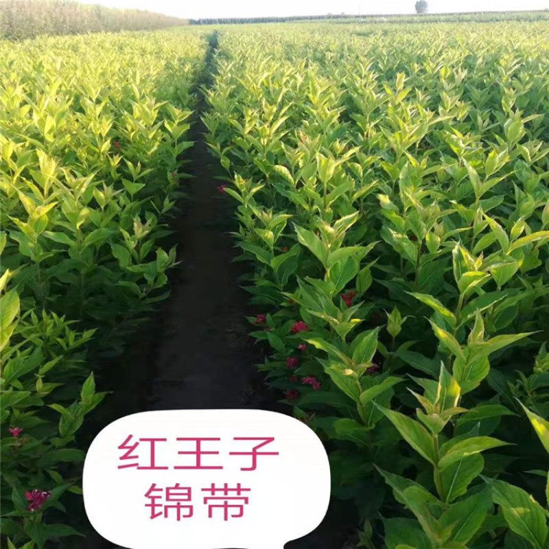 供应80-1.2米高的红王子锦带，带盆红王子锦带
