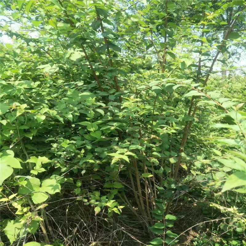 供应80--1.5米高的金银木，独杆金银木