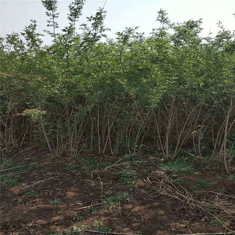 供应80--1.5米高的金银木，独杆金银木