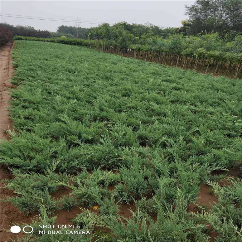 苗木基地供应沙地柏，多枝沙地柏，规格齐全，货源充足