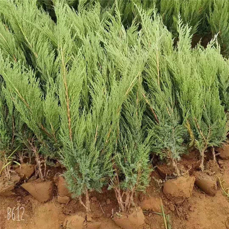 苗木基地供应沙地柏，多枝沙地柏，规格齐全，货源充足