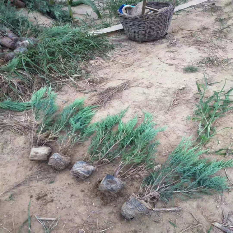 苗木基地供应沙地柏，多枝沙地柏，规格齐全，货源充足