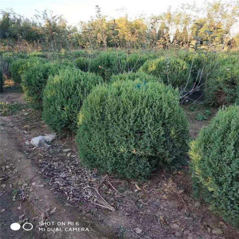 供应桧柏，望都桧柏，望都塔桧，塔桧球价格优惠