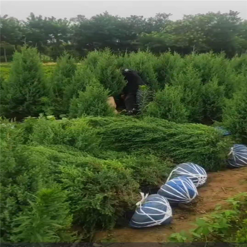 供应桧柏，望都桧柏，望都塔桧，塔桧球价格优惠