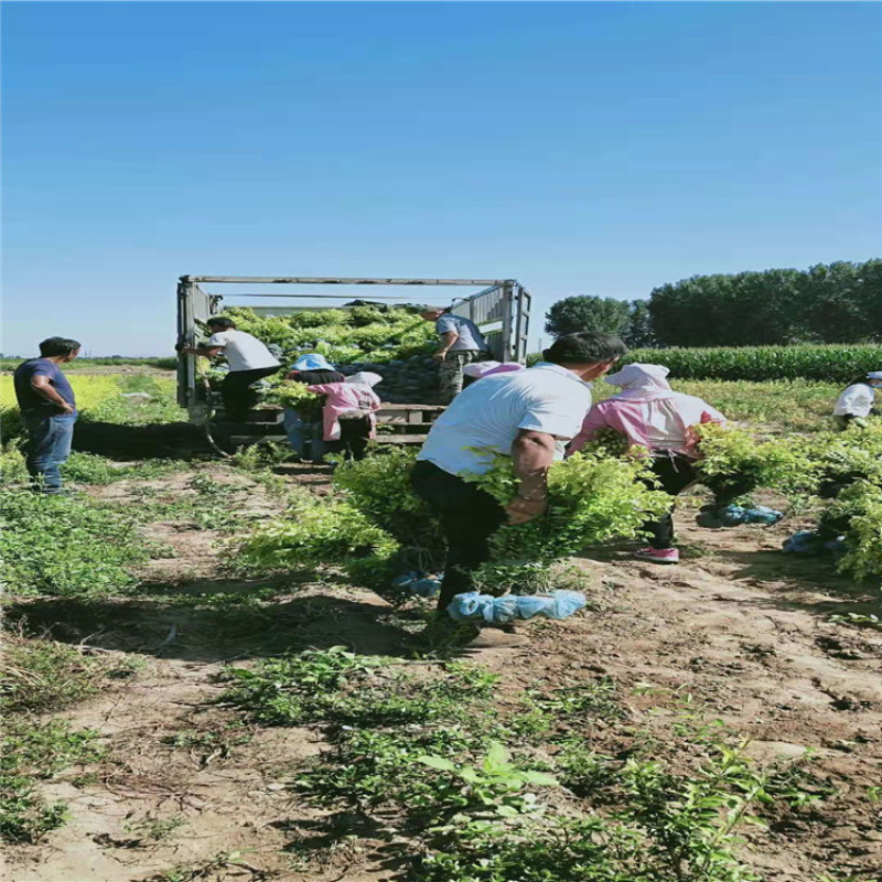 供应50-80高的金叶女贞，带盆金叶女贞，金叶女贞球