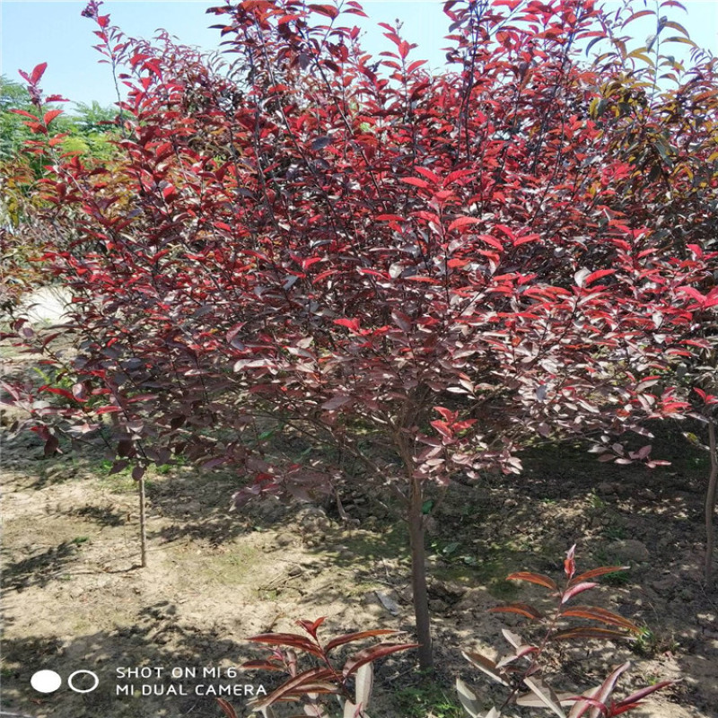 供应80--1.5米高带盆紫叶矮樱，紫叶矮樱