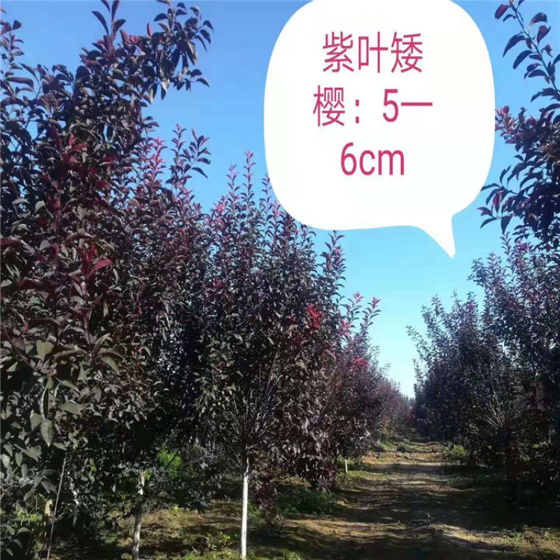 供应80--1.5米高带盆紫叶矮樱，紫叶矮樱