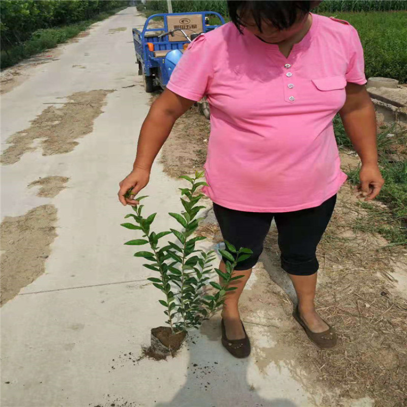 水蜡，60--80公分高的带盆水腊，水腊、水腊球