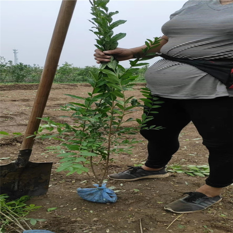 水蜡，60--80公分高的带盆水腊，水腊、水腊球