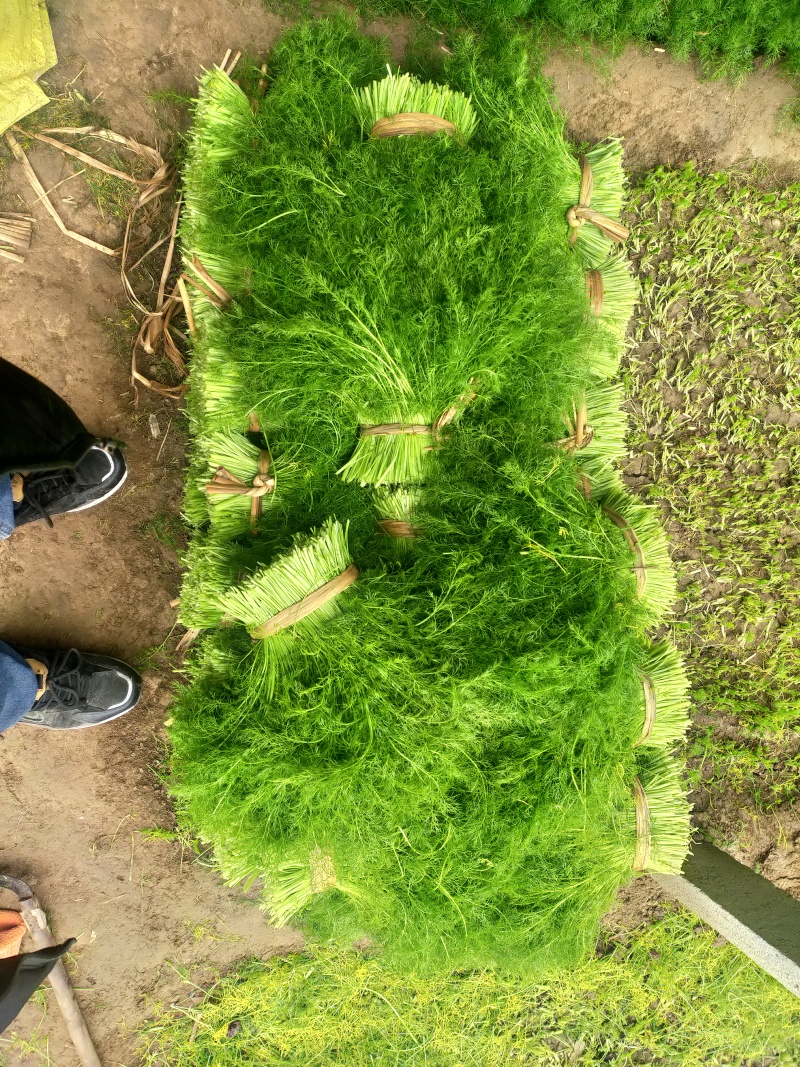河北博泽蔬菜随时发货大量供应