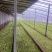 河北博泽蔬菜随时发货大量供应