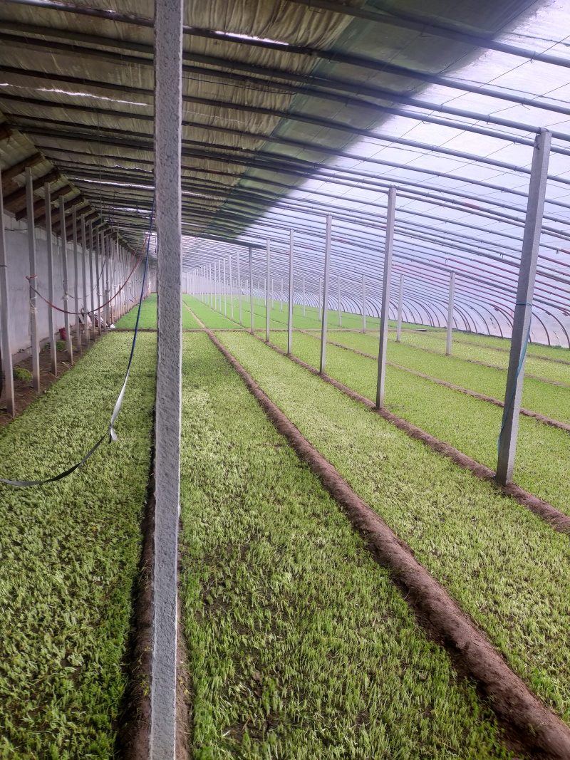 河北博泽蔬菜随时发货大量供应
