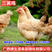 中国名鸡三黄鸡苗，苗场直供，打好疫苗，成活率病98％