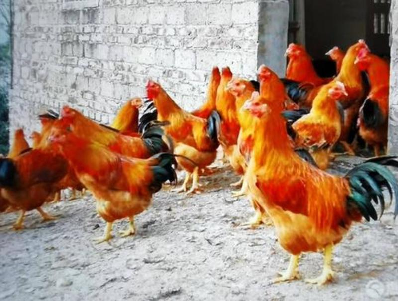 中国名鸡三黄鸡苗，苗场直供，打好疫苗，成活率病98％