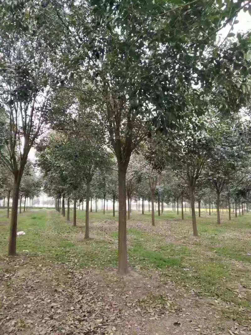 【年底清货】优质东台大叶女贞基地直销低价批发