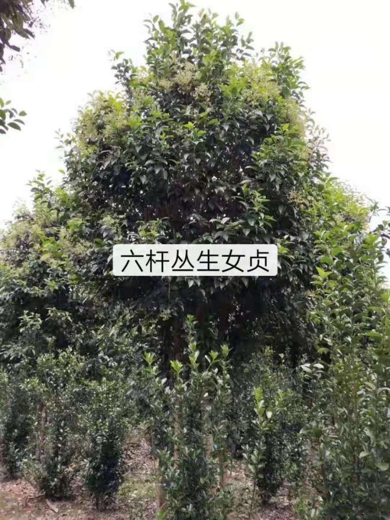 【年底清货】优质东台大叶女贞基地直销低价批发