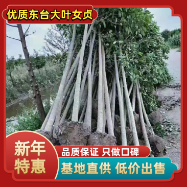 【年底清货】优质东台大叶女贞基地直销低价批发