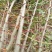 【热销】大刺皂角树苗绿化皂荚树苗盆栽地栽基地现发包技术