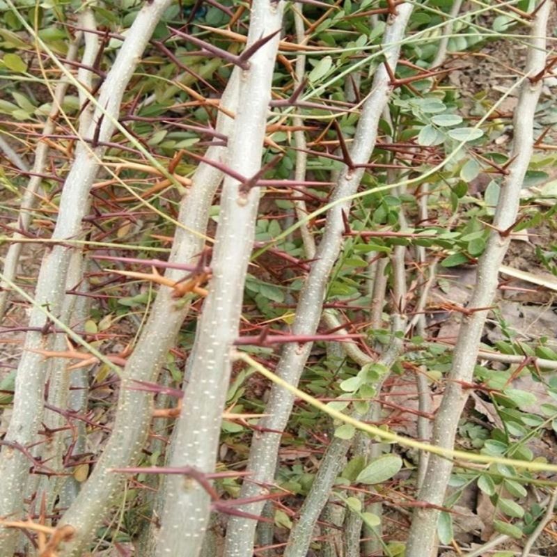 【热销】大刺皂角树苗绿化皂荚树苗盆栽地栽基地现发包技术