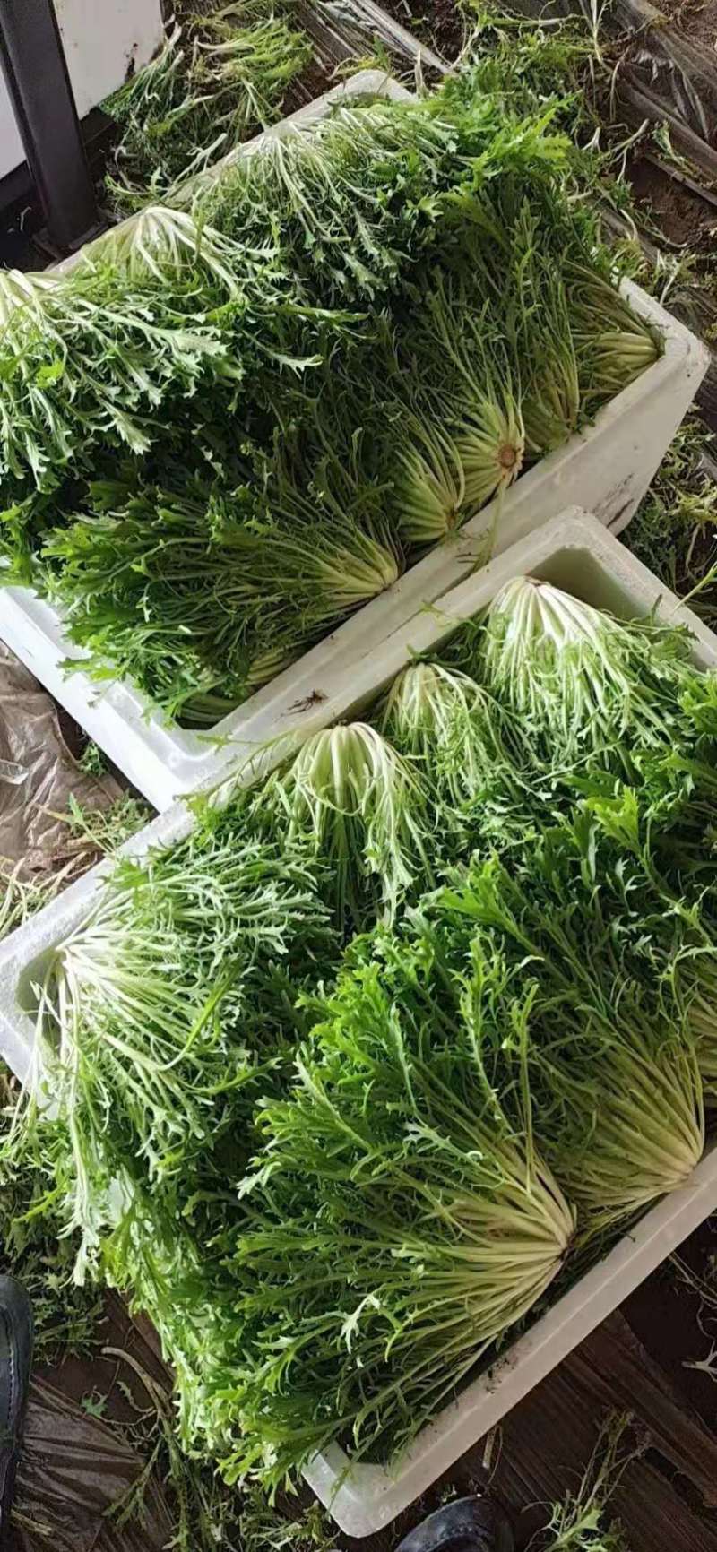 【价格低】新民苦菊苦苣可以视频看货现场订货随来随装有场地