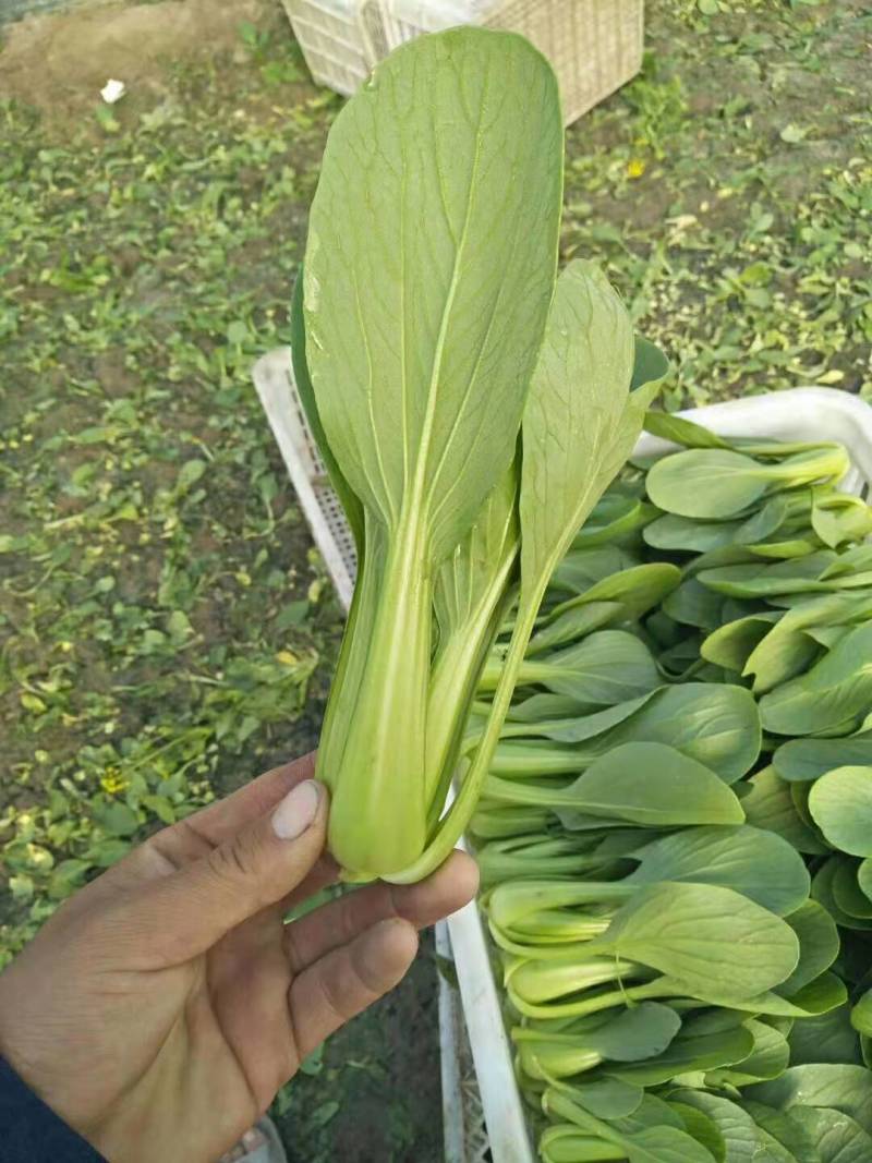 江苏油菜上海青产地常年发货货源充足欢迎低头看货提供回程车