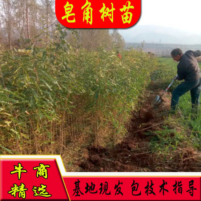 【热销】大刺皂角树苗绿化皂荚树苗盆栽地栽基地现发包技术