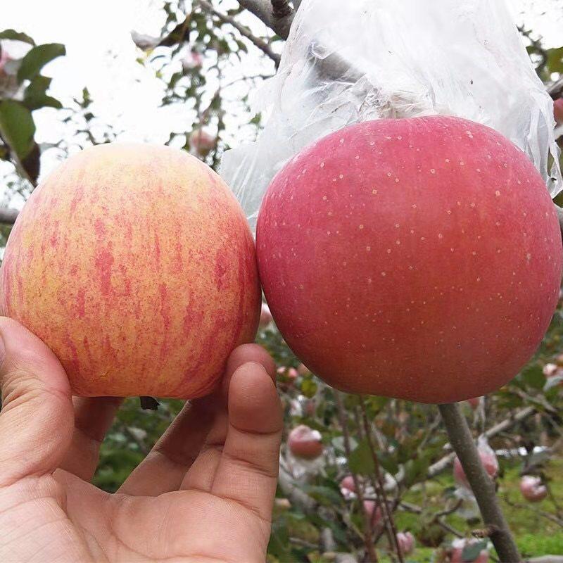 苹果苗澳洲青苹果基地直销量大优惠保证品种