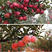 苹果苗红富士苹果苗基地直销量大优惠保证品种