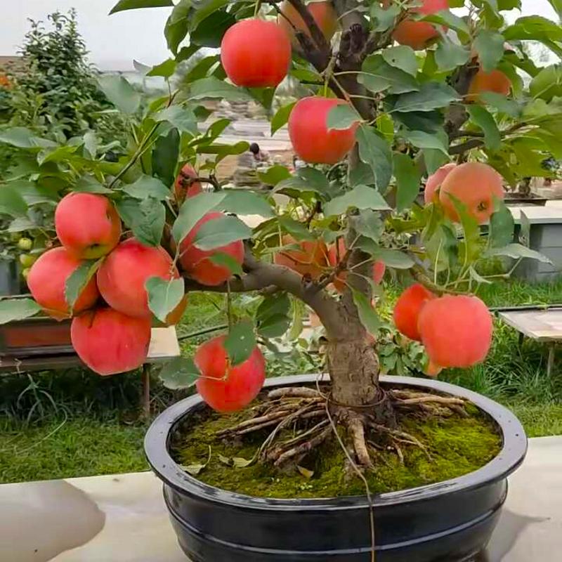 苹果苗红富士苹果苗基地直销量大优惠保证品种