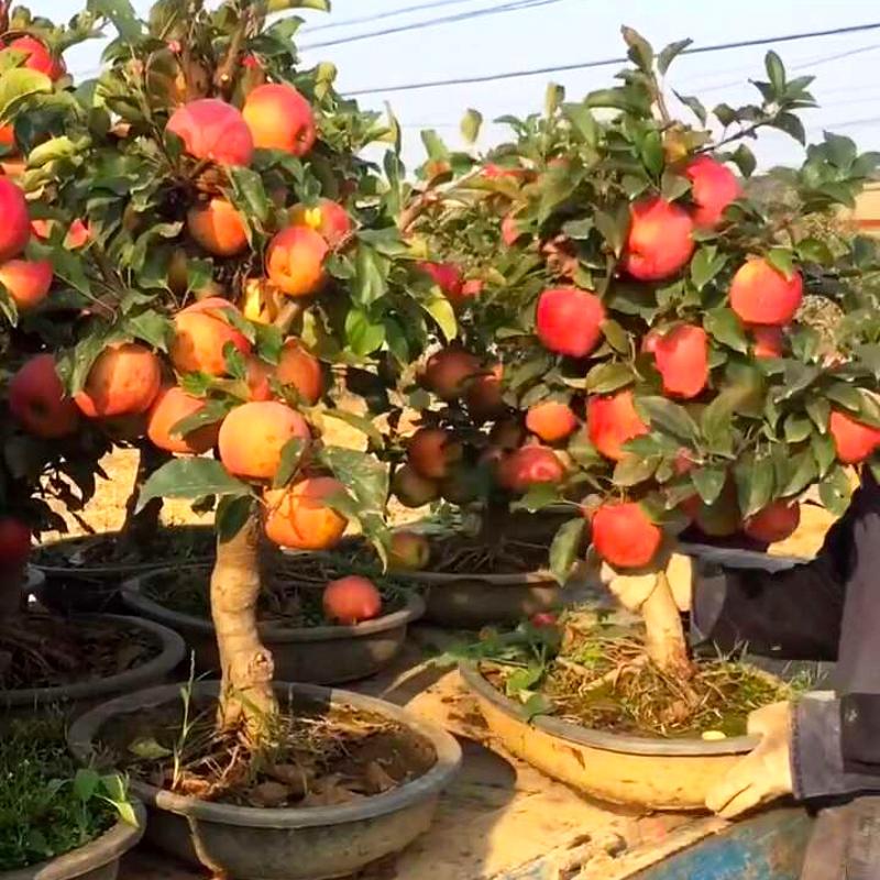 苹果苗红将军苹果苗基地直销量大优惠保证品种