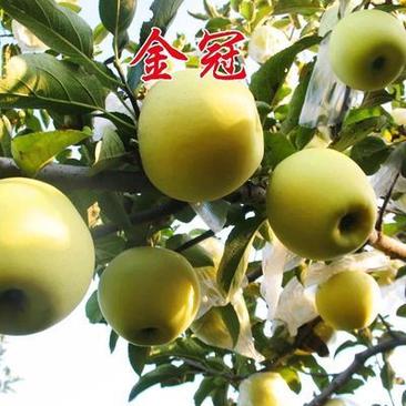 苹果苗金冠苹果苗基地直销保证品种量大优惠