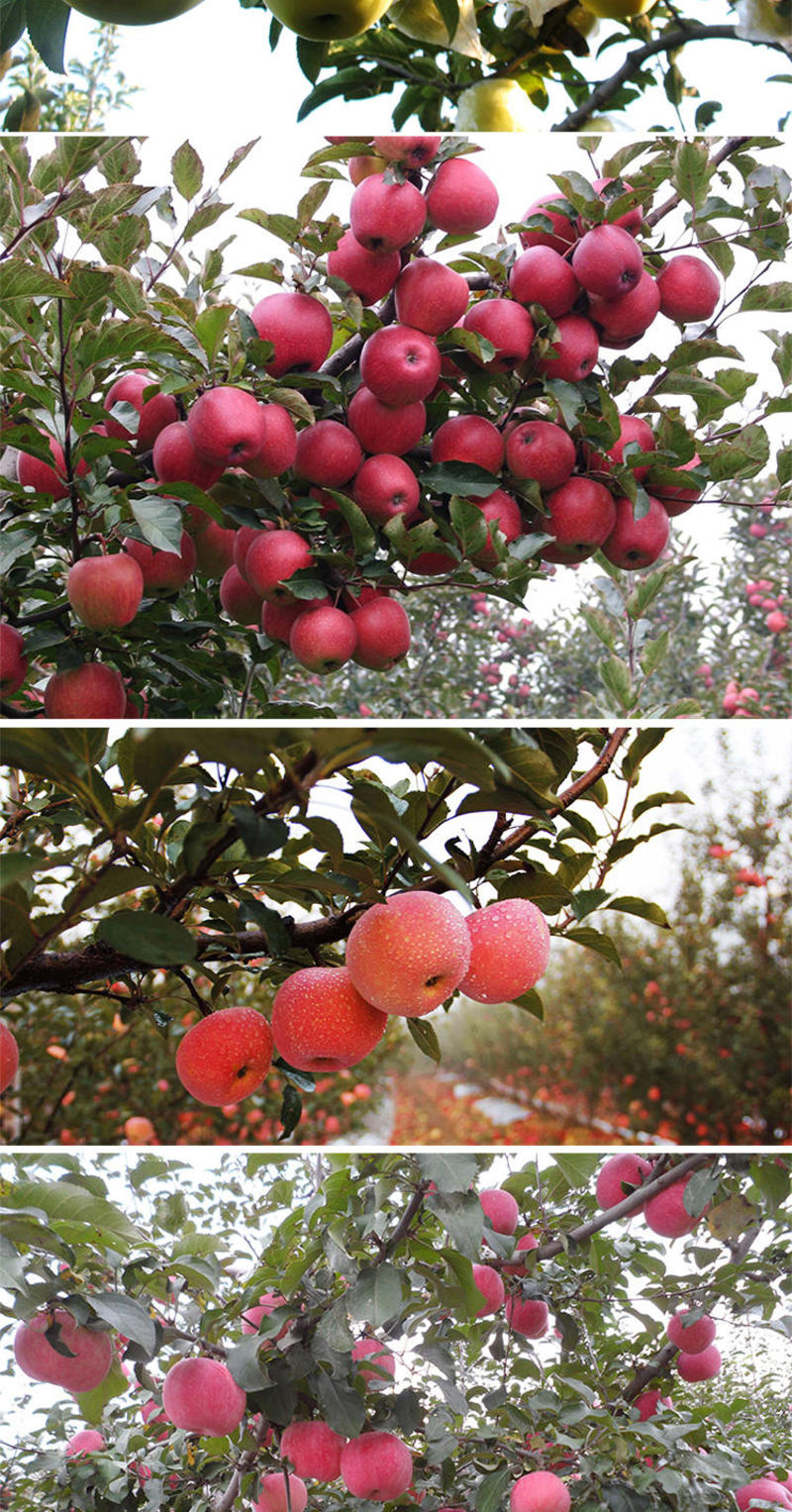 苹果苗金冠苹果苗基地直销保证品种量大优惠