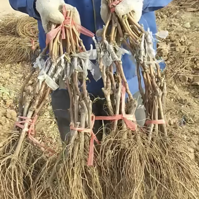 甬优一号葡萄苗藤稔芽变品种果树苗基地直销山东发货