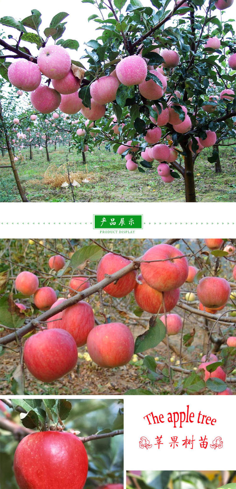 苹果苗蛇果苗基地直销量大优惠保证品种