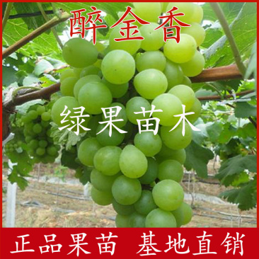 超甜葡萄醉金香葡萄苗无核品种果树苗基地直销