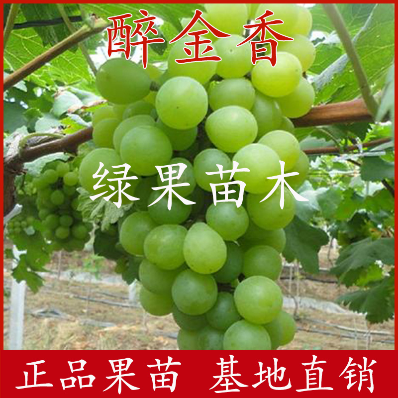 超甜葡萄醉金香葡萄苗无核品种果树苗基地直销