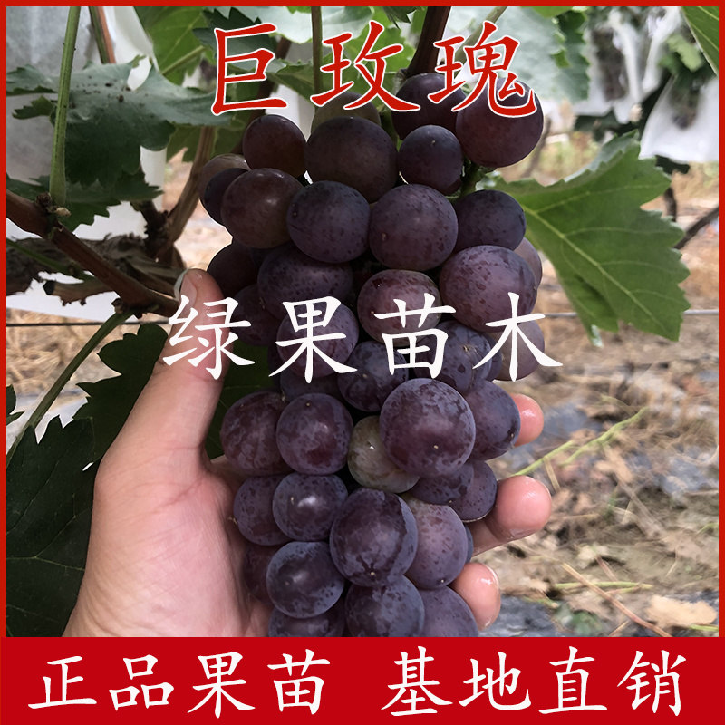 巨玫瑰葡萄苗玫瑰香味基地直销嫁接葡萄树苗当年结果