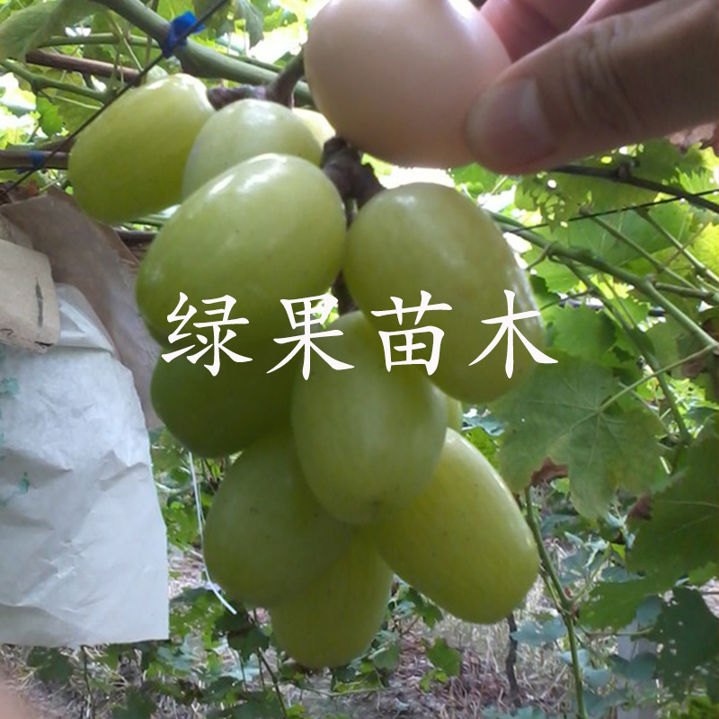 天山葡萄苗特大粒无核葡萄果树苗基地直销当年结果