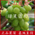 天山葡萄苗特大粒无核葡萄果树苗基地直销当年结果