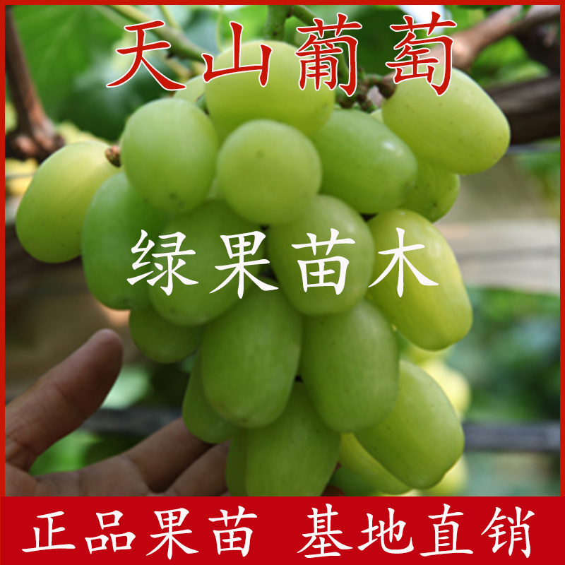 天山葡萄苗特大粒无核葡萄果树苗基地直销当年结果