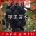 蜜光葡萄苗嫁接果树苗早熟品种当年结果提供技术支持