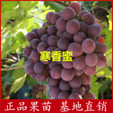 寒香蜜葡萄苗无核葡萄嫁接苗当年结果技术指导