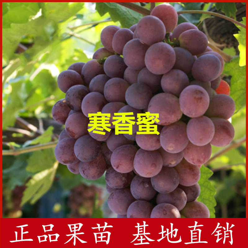 寒香蜜葡萄苗无核葡萄嫁接苗当年结果技术指导