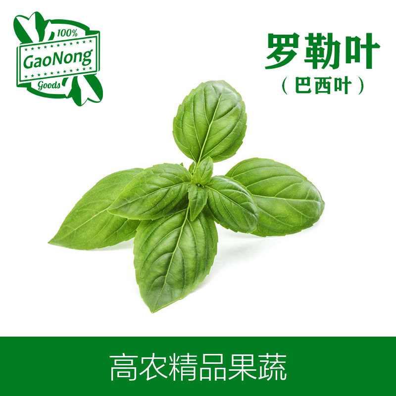 【高农果蔬】罗勒叶新鲜泰国食用香料产地直销中西餐香料