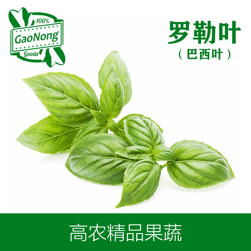 【高农果蔬】罗勒叶新鲜泰国食用香料产地直销中西餐香料
