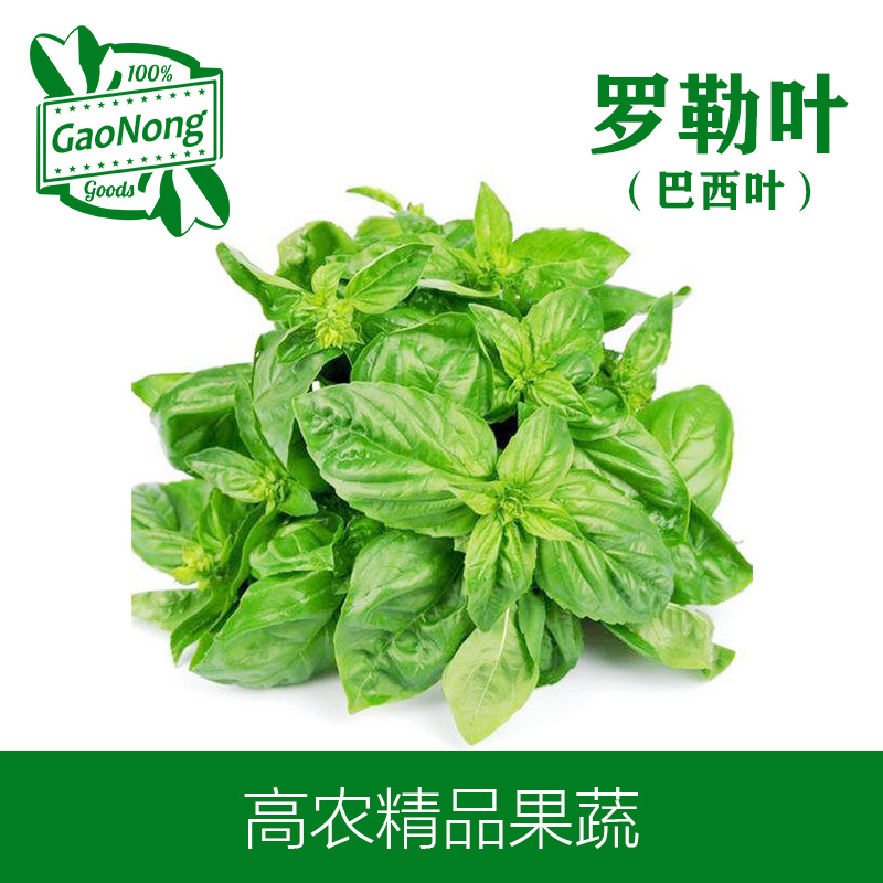 【高农果蔬】罗勒叶新鲜泰国食用香料产地直销中西餐香料