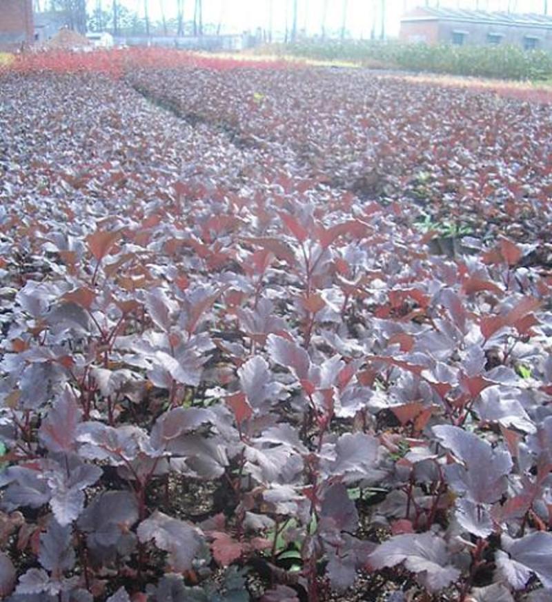 紫叶风箱果种植基地紫叶风箱果自产自销紫叶风箱果