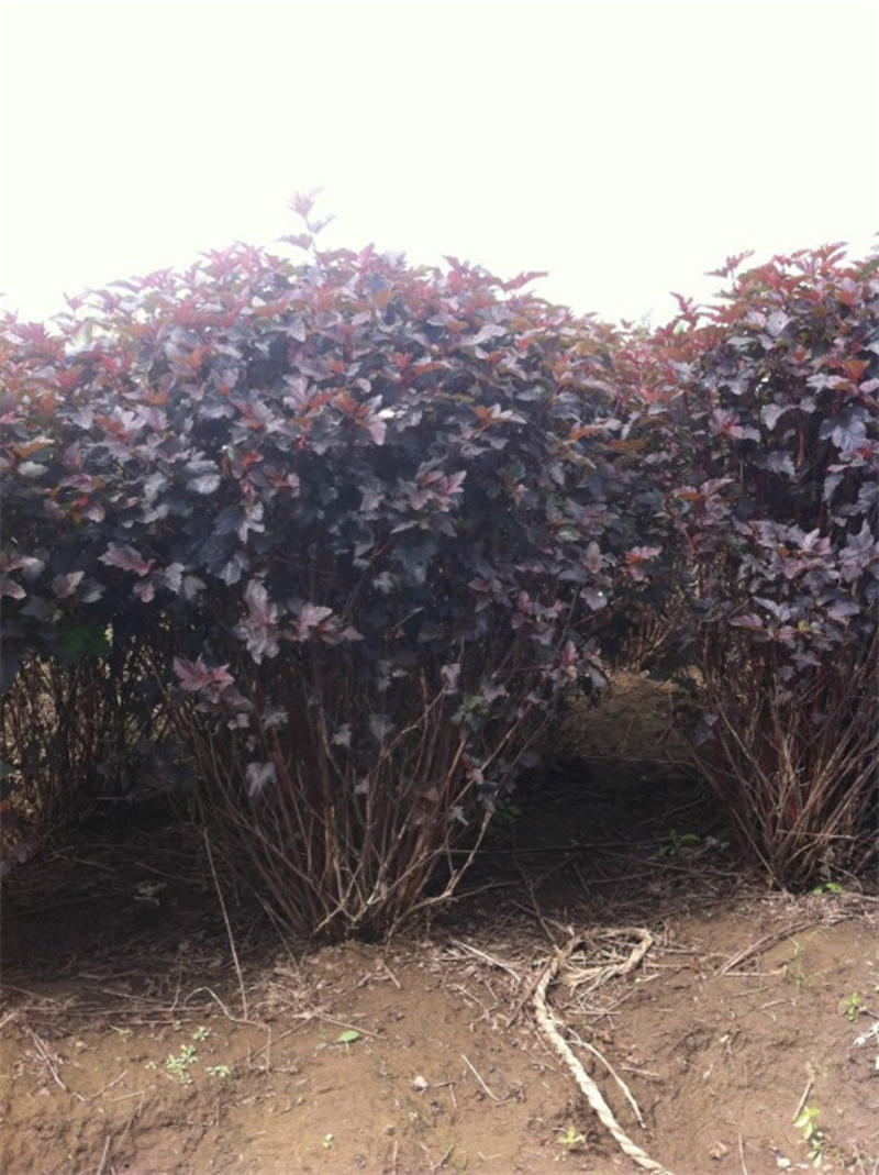 紫叶风箱果种植基地紫叶风箱果自产自销紫叶风箱果