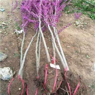 紫荆自产自销紫荆种植基地紫荆农户直销