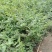 金银木自产自销金银木种植基地金银木农户直销